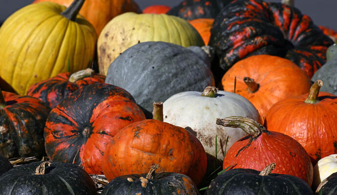 Am Wochenende sollen die Kürbisse kunstvoll geschnitzt sein und zahlreiche Besucher zur Karlsbader Kunst- und Kürbisnacht locken Kürbisernte in Sachsen läuft