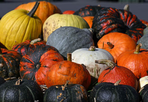 Kürbisernte in Sachsen läuft