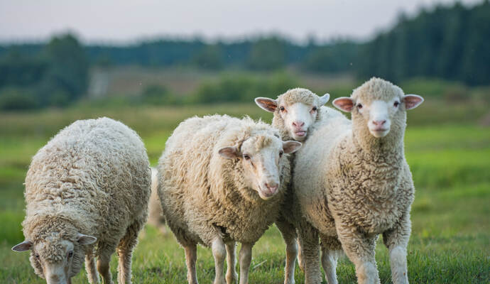 Die Tiere sind unverletzt geblieben. Die Tiere sind unverletzt geblieben.