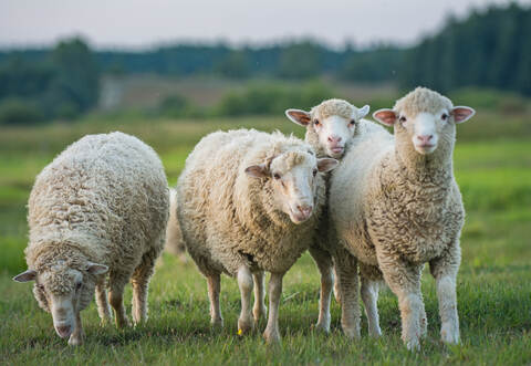 Die Tiere sind unverletzt geblieben.