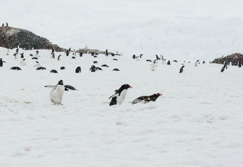 Auf einer früheren Antarktis-Exkursion des Leadership-Programms, mit dem Katharina Heil unterwegs ist, sahen die Teilnehmerinnen diese Pinguinkolonie.